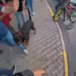 agizliksiz dolastirilan kopegin 2 kisiyi yaraladigi anlar kamerada 118faf9abb19