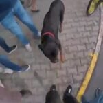 agizliksiz dolastirilan kopegin 2 kisiyi yaraladigi anlar kamerada cca41a4db0e2