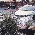 agizliksiz dolastirilan kopegin 2 kisiyi yaraladigi anlar kamerada e113500512b1