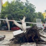 antalyada agac 5 otomobilin uzerine devrlidi 40d90032f96b