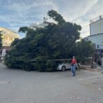 antalyada agac 5 otomobilin uzerine devrlidi 80a6469c8959