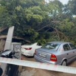 antalyada agac 5 otomobilin uzerine devrlidi b0070e8743c4