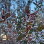 Ardahan'da gece sıcaklık eksi 10 dereceyi gördü, araçlar ve bitkiler buzla kaplandı 5 ardahanda hava eksi 10 dereceye dustu kiragi olustu video eklendi dc5bcbed027c