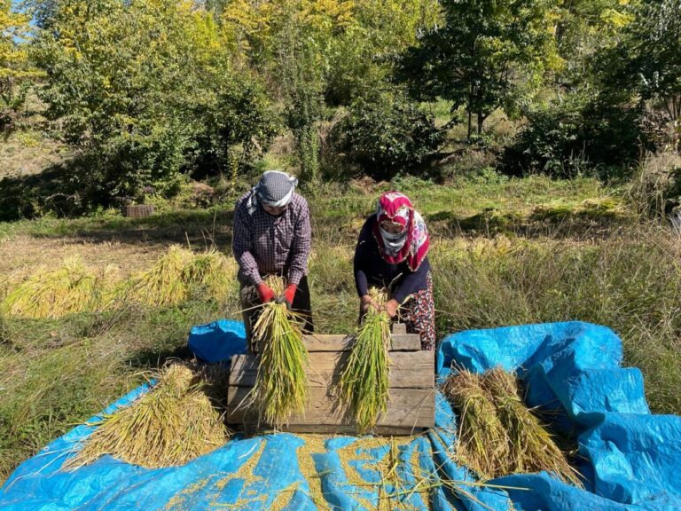 Yusufeli’nde Çeltik Hasadı Geleneksel Yöntemlerle Devam Ediyor