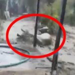 aydinda saganak etkili oldu sele kapilan 15 buyukbas kurtarildi o anlar kamerada 2 081a098b605e