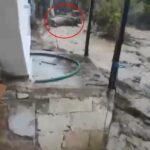 aydinda saganak etkili oldu sele kapilan 15 buyukbas kurtarildi o anlar kamerada 2 6754730dfcab