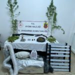 aydinda sera kurup hint keneviri yetistiren 2 kisi gozaltina alindi video eklendi b9804bcc126c