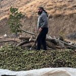 babasindan kalan ceviz bahcesinden 8 ton urun aldi 5319892f9670