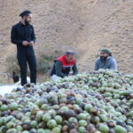 babasindan kalan ceviz bahcesinden 8 ton urun aldi 877ff8a2d073