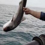 balikcilarin agina kopek baligi takildi b1f373ecf3ba