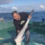 bartin aciklarinda balikcilarin agina kopek baligi takildi video eklendi 58c481a5cf3c