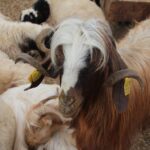 bilincsiz ilac tuketimi hayvanlarinizin canina mal olabilir 5480c1e4918f