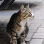 bilincsiz ilac tuketimi hayvanlarinizin canina mal olabilir 8812ff6ce51e