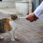 bilincsiz ilac tuketimi hayvanlarinizin canina mal olabilir 9b742a497715