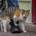 bilincsiz ilac tuketimi hayvanlarinizin canina mal olabilir 9df3cec473f1