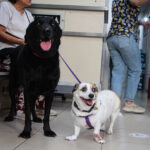 bilincsiz ilac tuketimi hayvanlarinizin canina mal olabilir b679c5673a68