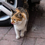 bilincsiz ilac tuketimi hayvanlarinizin canina mal olabilir de5d037a28fc