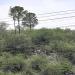 Brezilya'da Uyuşturucu Operasyonunda Hayatını Kaybedenlerin Sayısı 132'ye Çıktı 1 brezilyada uyusturucu operasyonu 132 olu ad27a0bada67