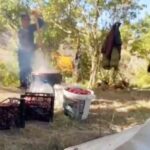 cancur eriginde hasat festival ile basladi 54af02caf3be