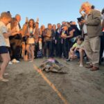 Muğla'da Tedavi Edilen Caretta Caretta 'Cumhuriyet', 1 Yılda 6 Bin Kilometre Yol Aldı 1 caretta caretta cumhuriyeti 5 bin kisi izledi 8b1a49a85bb9
