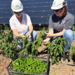 enerjisa uretim agrivoltaik tarim uygulamalari ile 5 ton hasat yapti 6c53574c4bc7