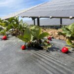 enerjisa uretim agrivoltaik tarim uygulamalari ile 5 ton hasat yapti cc2e9d55bd08