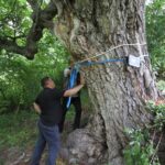 erzurum oltudaki ceviz agacinin 620 yasinda oldugu tespit edildi video eklendi 03d8578e713d
