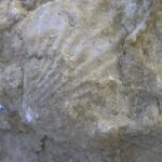 erzurumda 200 milyon yillik deniz fosilleri bulundu b691b88fe91a