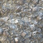 erzurumda 200 milyon yillik deniz fosilleri bulundu bc0a81f05b74
