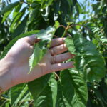 Eskişehir'deki çiftçilere 55 milyon lira don zararı desteği verildi 1 eskisehirde zirai dondan etkilenen 606 ciftciye 55 milyon lira yardim d257c2947b6d