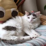 evcil hayvanlarimiz karne hediyesi degildir 3125e4167f88