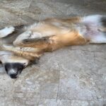 evcil hayvanlarimiz karne hediyesi degildir 34143e7dae73