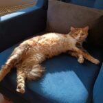 evcil hayvanlarimiz karne hediyesi degildir 406bf18252e4