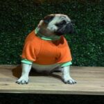 evcil hayvanlarimiz karne hediyesi degildir e95747f06d7e