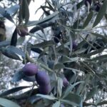 evinin pencerelerini 3 bin yillik zeytin agacini gorup gune baslayacak sekilde tasarladi 3d32b33d13a2