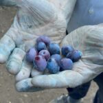 evinin pencerelerini 3 bin yillik zeytin agacini gorup gune baslayacak sekilde tasarladi 7f6cb65964cb