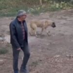 fenalasan kopegi kalp masaji yaparak kurtardi o anlar kamerada e3038babe9f6