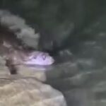 firat nehrinde tatli su samuru goruntulendi 51762eee1bf9