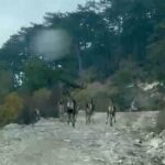 geyik surusu yola indi 333af2500108