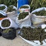 hatayda 89 kilo 200 gram esrar ve bin 876 kok kenevir ele gecirildi 3 tutuklama e8386a3df8e0