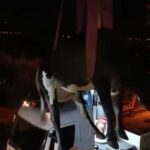 hatayda dama cikan inek vincle indirildi 21446a60dbcc