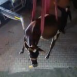 hatayda dama cikan inek vincle indirildi 4893f7e7032a