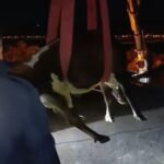 hatayda dama cikan inek vincle indirildi 62816b1e5141