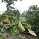 incefikir limondaki gunes yanigi dogal afettir tarsim kapsamina alinmali 1e0908016d20
