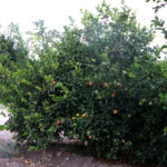 incefikir limondaki gunes yanigi dogal afettir tarsim kapsamina alinmali f5f81fa08d07