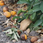 incefikir limondaki gunes yanigi dogal afettir tarsim kapsamina alinmali f7b94c6b341f