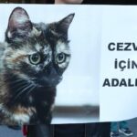 istanbul basaksehirde kediye iskence davasinda karar sanik hakkinda 3 yil 8 ay hapis cezasi ae96401ddfa9