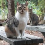 istanbul demiroren medya ve teknoloji mtal ogrencilerinden sokak hayvanlarina mama destegi 68355d440797