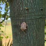 İstanbul'da Kahverengi Kokarca İçin Üç Yıllık Eylem Planı Hazırlandı 1 istanbul istanbulda da kahverengi korkarca ile mucadele 11f8735d4b5d