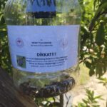 İstanbul'da Kahverengi Kokarca İçin Üç Yıllık Eylem Planı Hazırlandı 3 istanbul istanbulda da kahverengi korkarca ile mucadele 7d815054e82f